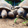 LE JARDIN DES TORTUES